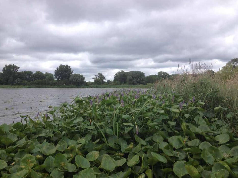 A stand of emergent wetland plants borders a lake.
